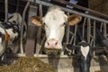 Cow in stable at feeding time, peeking through bars of a fence in a barn, mouth full hay between the rods of the barrier