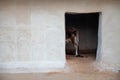 Cow in a stable in India