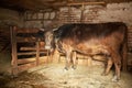 Cow in the stable Royalty Free Stock Photo