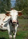 Cow stand in pasture and lowing Royalty Free Stock Photo