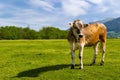 Alpine brown breed calf in the green fields