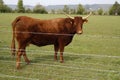 Cow standing Royalty Free Stock Photo