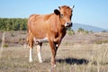 Cow standing alone in green pasture Royalty Free Stock Photo