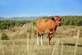Cow standing alone in green pasture Royalty Free Stock Photo