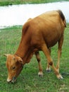 Cow standing alone in green pasture Royalty Free Stock Photo