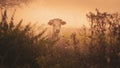 Cow standing behind a bush in a pasture on an autumn morning Royalty Free Stock Photo