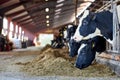 A cow is standing in the dirt, Dairy cows in a farm Royalty Free Stock Photo