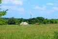 Cow standing in farm pasture. Shot of a herd of cattle on a dairy farm. Nature, animals concept. Royalty Free Stock Photo