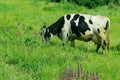 Cow standing in farm pasture. Shot of a herd of cattle on a dairy farm. Nature, farm, animals, travel concept. Royalty Free Stock Photo