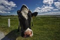 Cow standing in a field