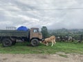 The cow is standing in front of the truck. The bull is under a big car. Horned animal near the car