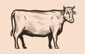 Cow is standing in full growth, side view. Meat beef, butcher shop concept. Vector illustration