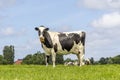 1 Cow standing full length in side view, Holstein milk cattle black and white, a blue sky Royalty Free Stock Photo