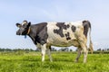 Cow standing full length in side view, Holstein milk cattle black and white, udder large and full and mammary veins Royalty Free Stock Photo