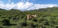 A cow standing on the grass against a background of mountains, sky, trees, and a herd of cows in the background. Royalty Free Stock Photo