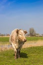 Cow standing in the grass in the nature area Twiske