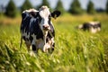 A cow standing in grass swatting flies with it s tail AI generated Royalty Free Stock Photo
