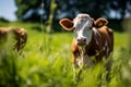 A cow standing in grass swatting flies with it s tail AI generated Royalty Free Stock Photo