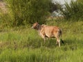 Cow is standing and grazing in evening Royalty Free Stock Photo