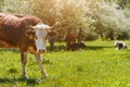 Cow Standing on a green meadow in an apple orchard, sunny day Royalty Free Stock Photo