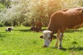 Cow Standing on a green meadow in an apple orchard, sunny day Royalty Free Stock Photo