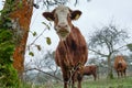 Cow standing next to an old tree and looking down curiously. Royalty Free Stock Photo