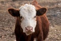 Cow standing in a pasture - Close up Royalty Free Stock Photo