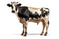Cow standing in a pasture or on a farm on white background