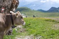 Cow standing on the side of a path on a Mountain region. Cow is in Focus and Background out of focus Royalty Free Stock Photo