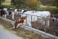 Cow standing in a stall and eating hay at sunset Royalty Free Stock Photo