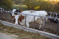 Cow standing in a stall and eating hay at sunset Royalty Free Stock Photo