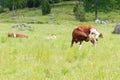 Cow Standing on Three Legs Royalty Free Stock Photo