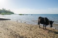 Cow standing on tropical beach of island Bubaque, Bijagos Islands, Guinea-Bissau, Africa