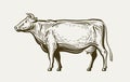 Cow standing, view profile. Farm animal, beef, milk. Sketch vector illustration Royalty Free Stock Photo