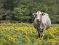 Cow standing in yellow flowers