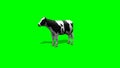 Cow stands and chews - 2 different views - green screen