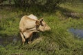 The cow stands in the river and they graze and drink on the bank of the stream. Cattle-breeding. Royalty Free Stock Photo