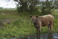 The cow stands in the river and they graze and drink on the bank of the stream. Cattle-breeding. Royalty Free Stock Photo