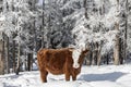 A cow stands in a snowdrift in the winter forest. Altai Republic