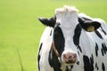 Cow staring into the camera