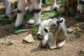 Cow statue with blur background. Sitting cow tatue on the gravel Royalty Free Stock Photo