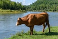 Cow stays on a green summer meadow near the river Royalty Free Stock Photo