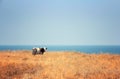 Cow, steppe and sea Royalty Free Stock Photo