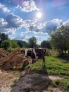 A cow sticking her tongue out at me Ã°Å¸Ëâº