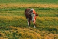 Cow strapped to a leash grazes in a meadow, a Ukrainian village. Breeding cows in the countryside