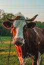 Cow strapped to a leash grazes in a meadow, a Ukrainian village. Breeding cows in the countryside