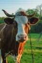 Cow strapped to a leash grazes in a meadow, a Ukrainian village. Breeding cows in the countryside