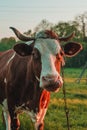 Cow strapped to a leash grazes in a meadow, a Ukrainian village. Breeding cows in the countryside