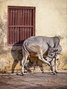 Cow on the street of Indian town - Udaipur