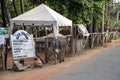 A cow on the street of Sri Lanka Royalty Free Stock Photo